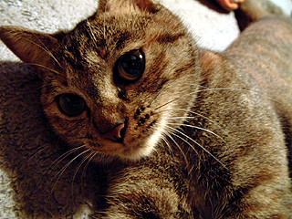 猫がいる生活